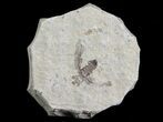 Fossil March Fly (Plecia) - Green River Formation #65160-1